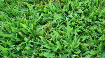 Article: How to Get Rid of Crabgrass for Good